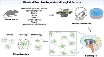 Physical exercise regulates microglia in health and disease